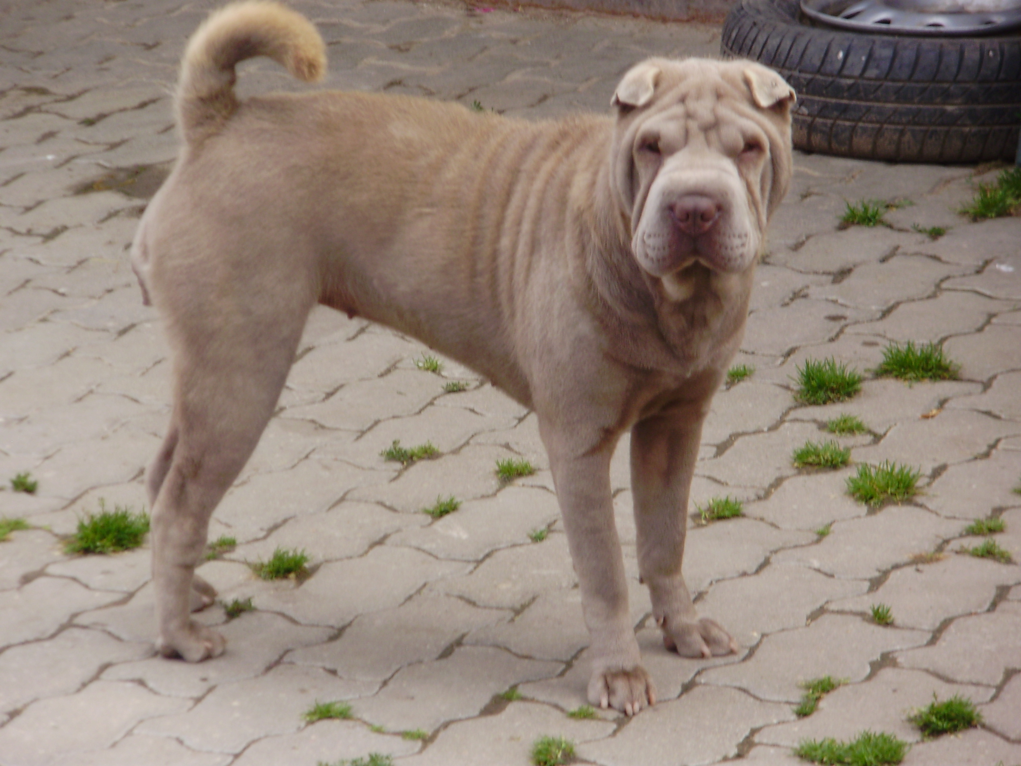 Fenečka Lilynka