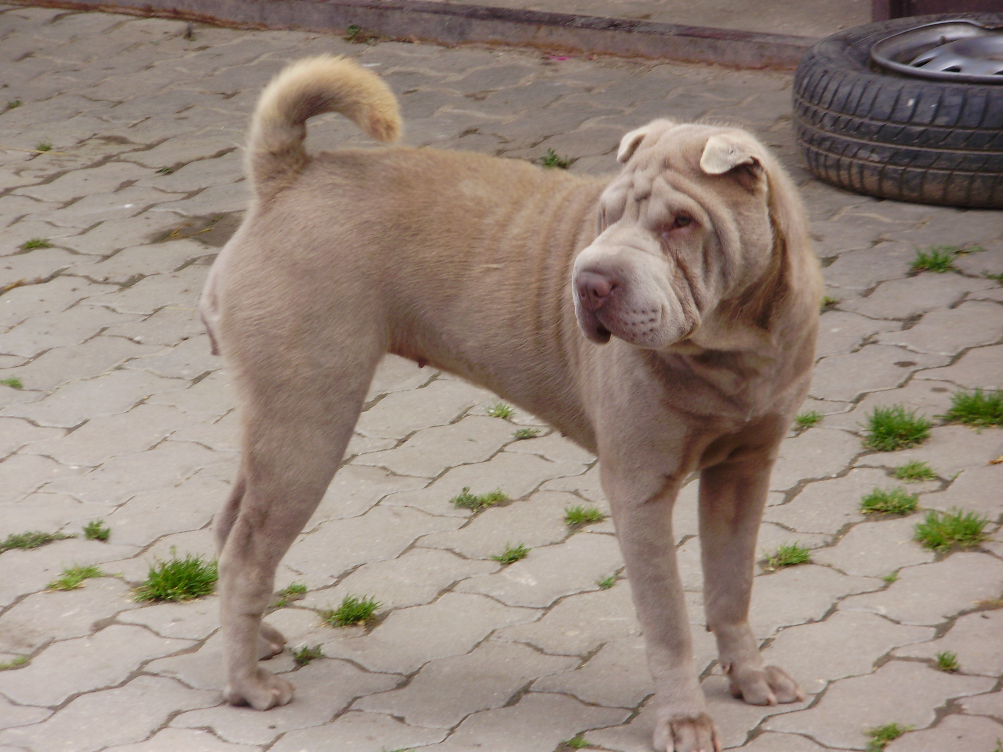 Lily ve střehu