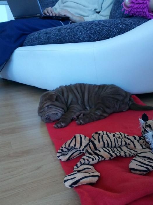 Ginger v novém domově
