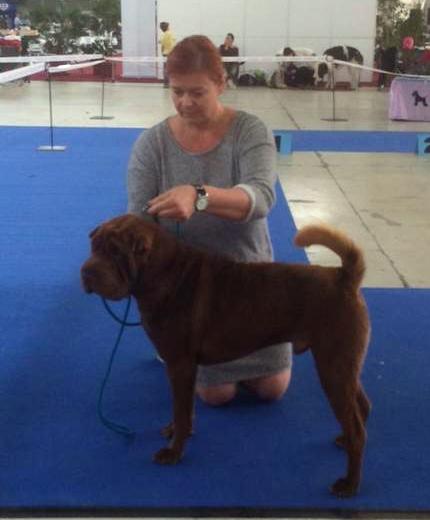 Brno 2014- Intercanis